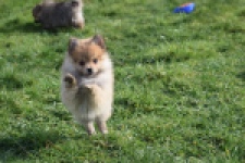 Keeshond (teef) 39601