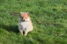 Keeshond (teef) 39601