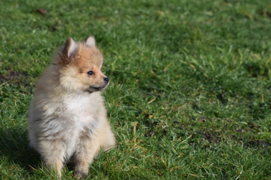 Keeshond (teef) 39601