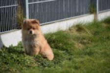 Keeshond (reu) 39769