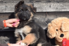 Duitse herder (reu) 30763