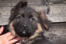 Duitse herder (reu) 30763