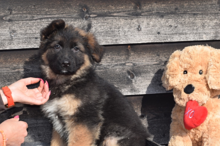 Duitse herder (reu) 30763