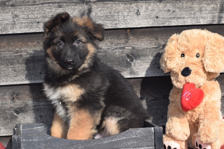 Duitse herder (reu) 30763