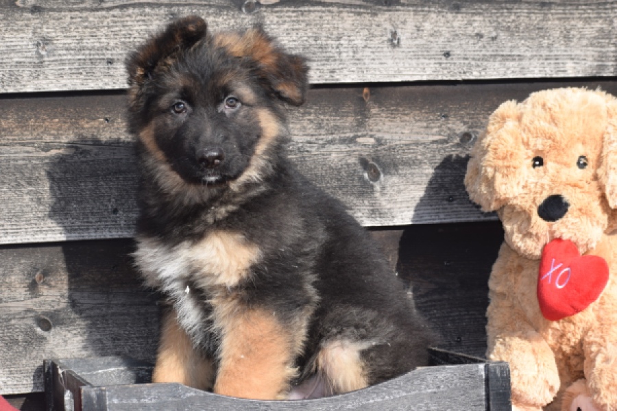 Duitse herder (reu) 30763