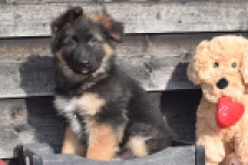 Duitse herder (reu) 30763