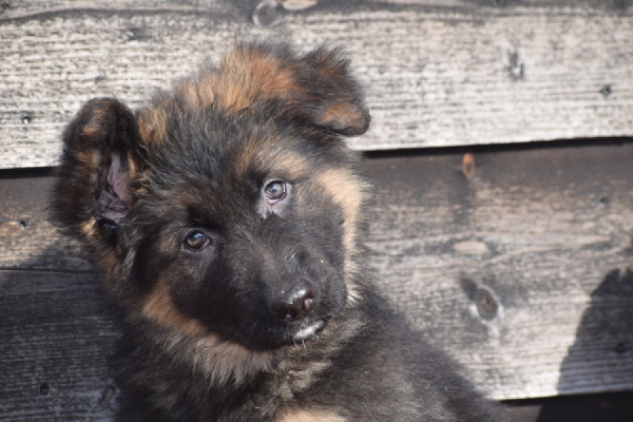 Duitse herder (reu) 30763