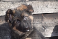 Duitse herder (reu) 30763