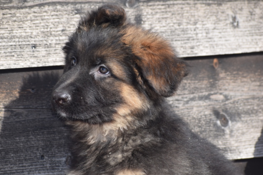 Duitse herder (reu) 30763