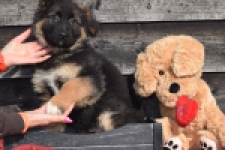 Duitse herder (reu) 30763