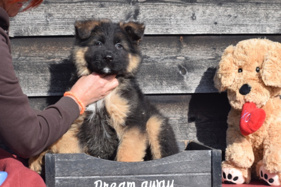 Duitse herder (reu) 30761