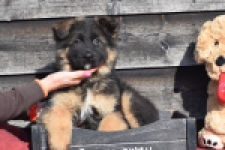 Duitse herder (reu) 30761