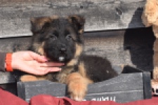 Duitse herder (reu) 30761