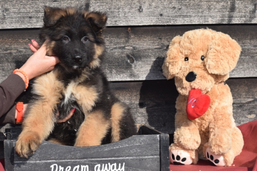 Duitse herder (reu) 30761