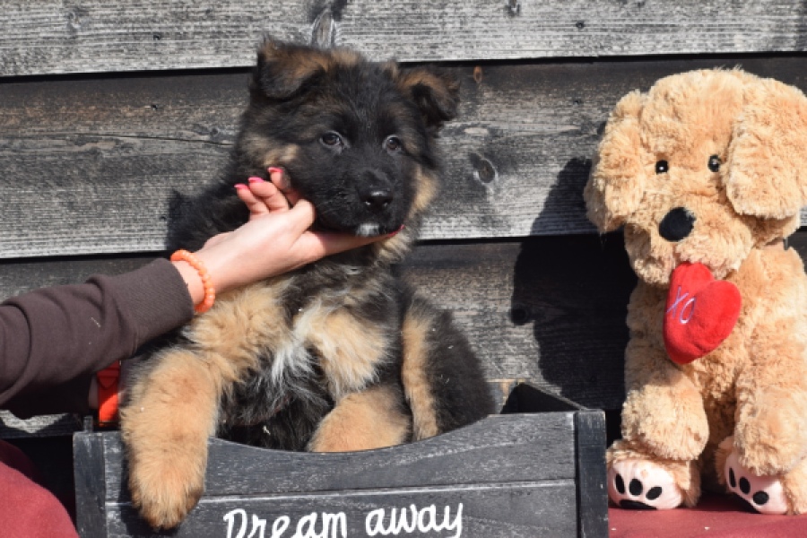 Duitse herder (reu) 30761