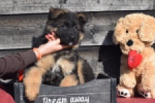 Duitse herder (reu) 30761