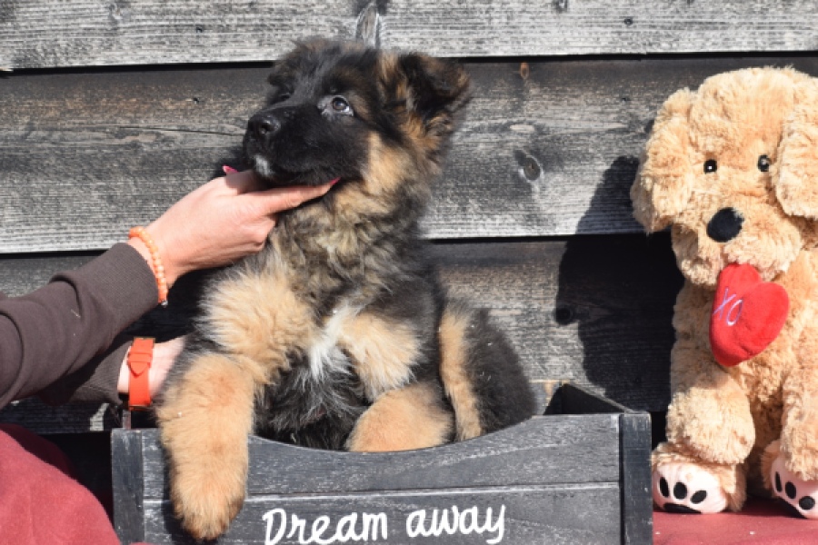 Duitse herder (reu) 30761