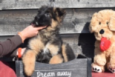 Duitse herder (reu) 30761