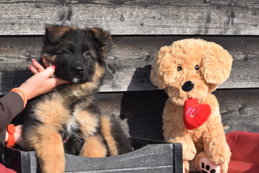 Duitse herder (reu) 30761