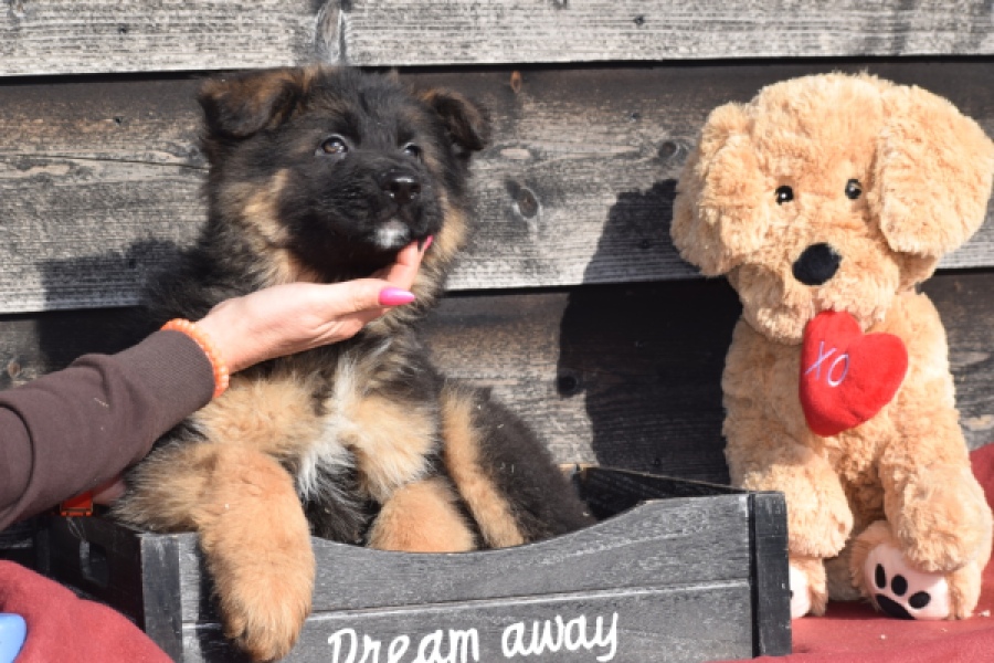 Duitse herder (reu) 30761