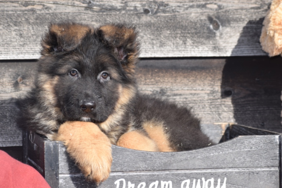 Duitse herder (reu) 30761