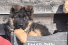 Duitse herder (reu) 30761