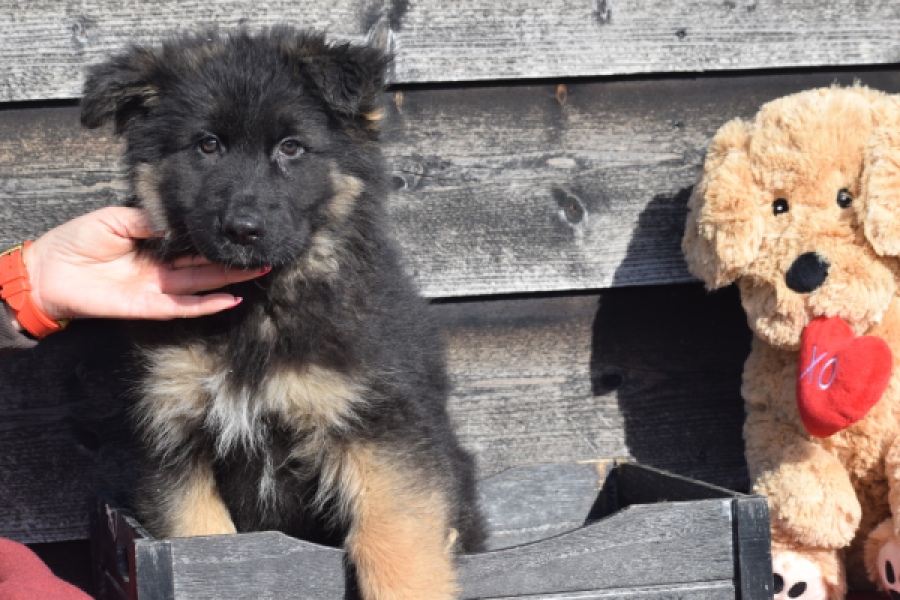 Duitse herder (reu) 30766