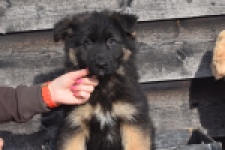 Duitse herder (reu) 30766