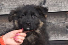 Duitse herder (reu) 30766