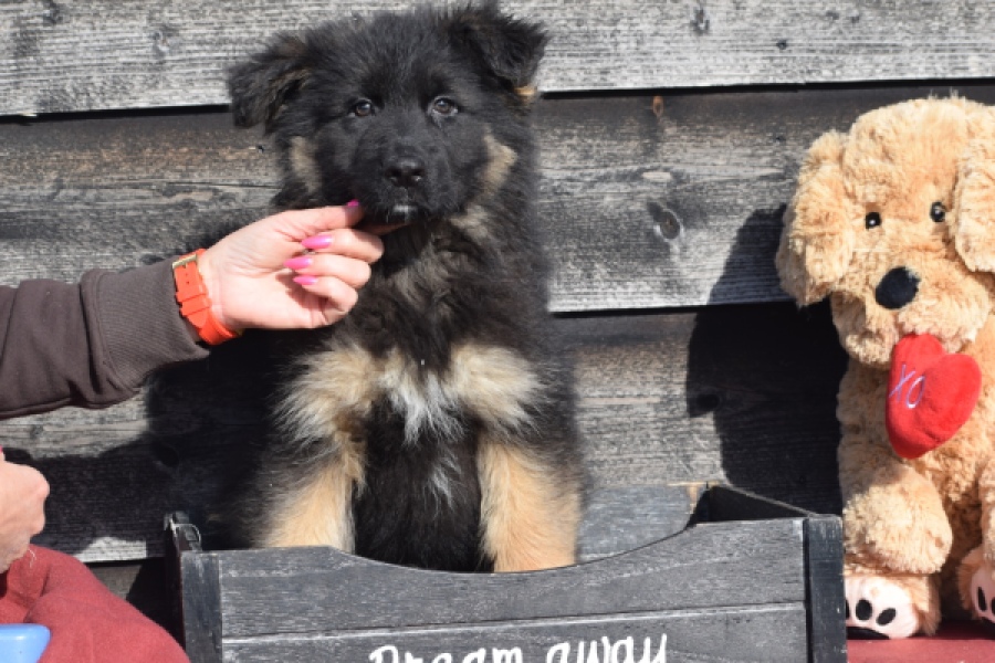 Duitse herder (reu) 30766