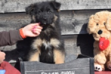 Duitse herder (reu) 30766