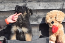 Duitse herder (reu) 30766