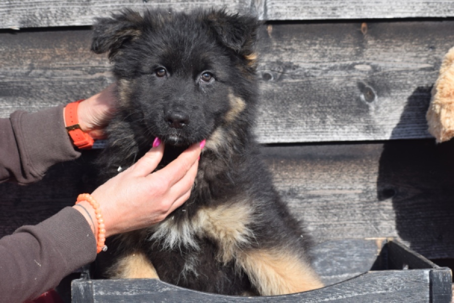 Duitse herder (reu) 30766