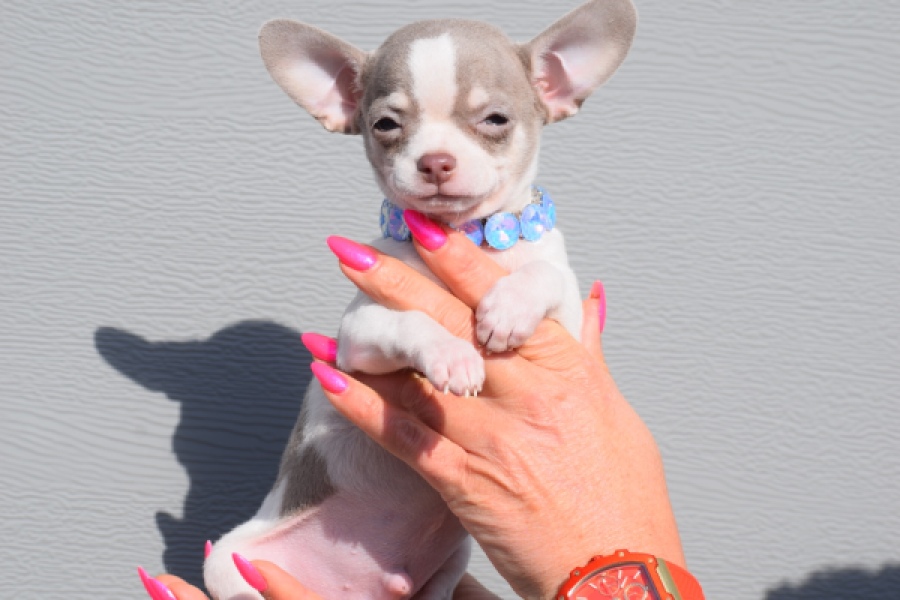 Chihuahua (reu) 39384