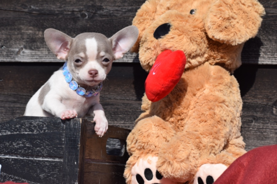 Chihuahua (reu) 39384