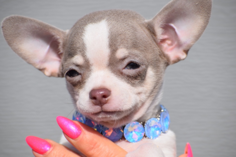 Chihuahua (reu) 39384