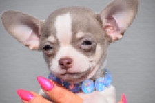 Chihuahua (reu) 39384