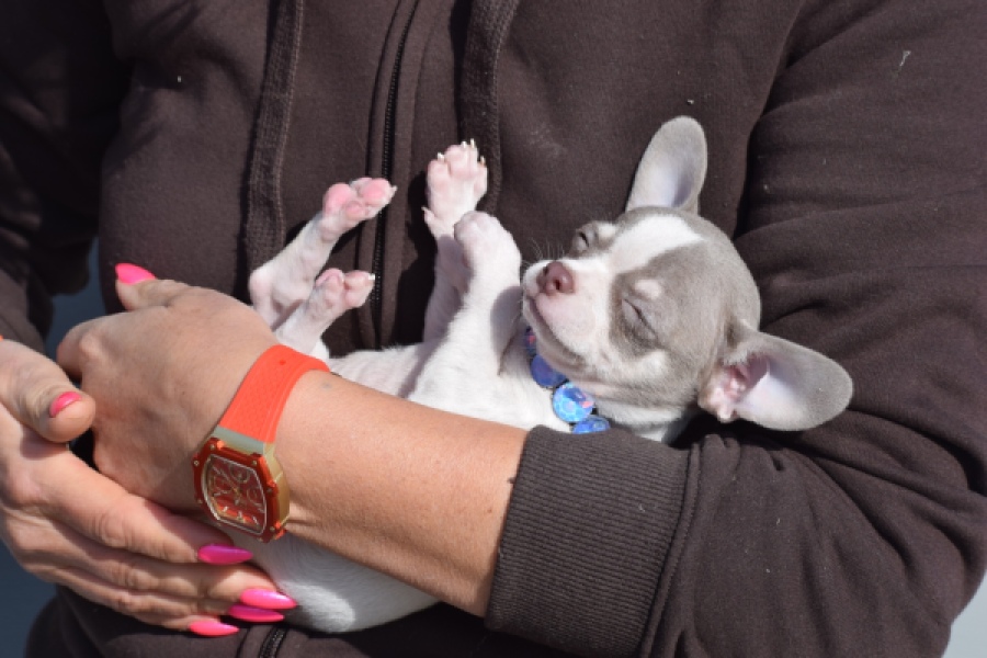 Chihuahua (reu) 39384