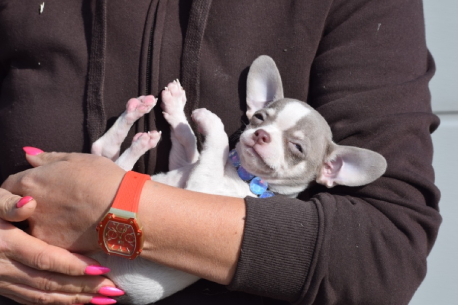 Chihuahua (reu) 39384