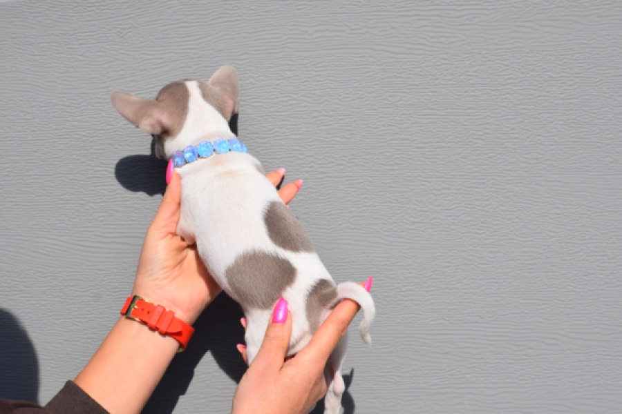 Chihuahua (reu) 39384