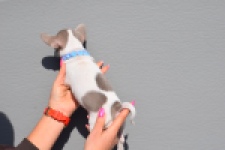 Chihuahua (reu) 39384