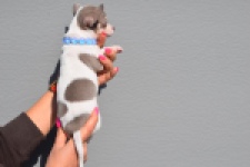 Chihuahua (reu) 39384