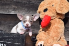 Chihuahua (reu) 39384