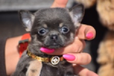 Chihuahua (teef) 39495