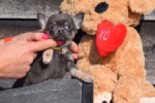 Chihuahua (teef) 39495