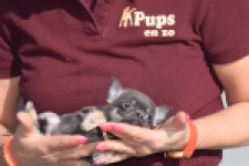 Chihuahua (teef) 39495