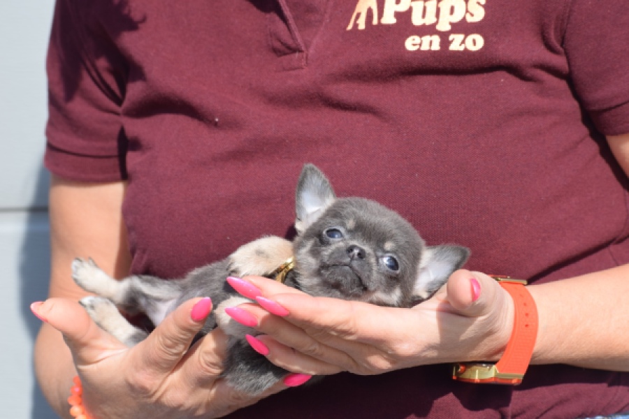 Chihuahua (teef) 39495