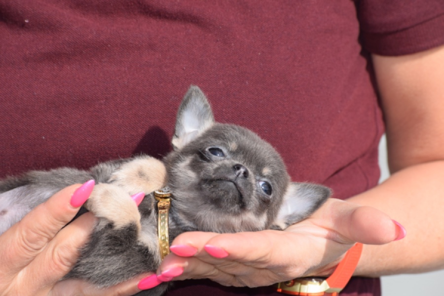 Chihuahua (teef) 39495