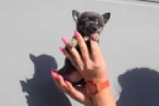 Chihuahua (teef) 39495