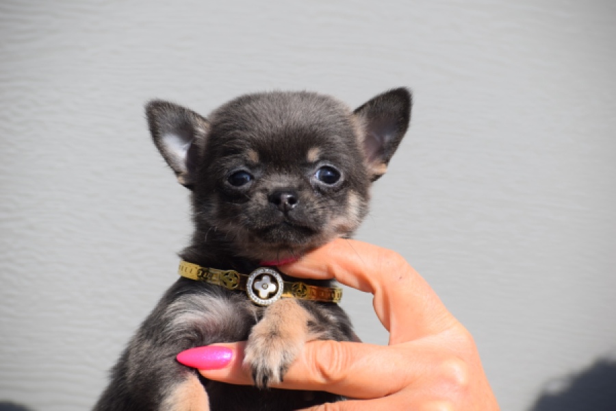 Chihuahua (teef) 39495